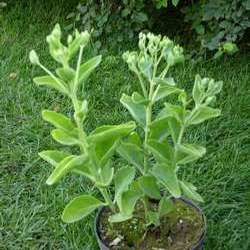 Очиток видный Фрости Мон купить в Нижнем Новгороде