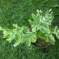 Очиток видный Фрости Мон купить в Нижнем Новгороде