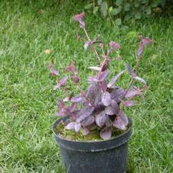 Очиток гибридный  Пёпл Эмперер купить в Нижнем Новгороде