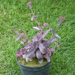 Очиток гибридный  Пёпл Эмперер купить в Нижнем Новгороде