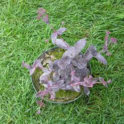 Очиток гибридный  Пёпл Эмперер купить в Нижнем Новгороде