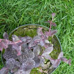 Очиток гибридный  Пёпл Эмперер купить в Нижнем Новгороде