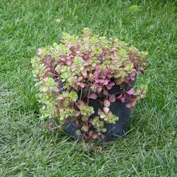 Очиток ложный Пурпуриум купить в Нижнем Новгороде