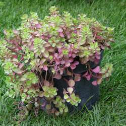 Очиток ложный Пурпуриум купить в Нижнем Новгороде