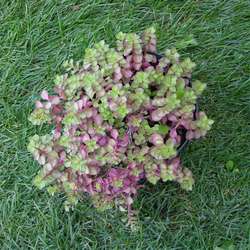 Очиток ложный Пурпуриум купить в Нижнем Новгороде