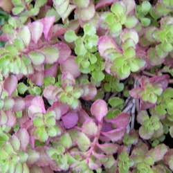 Очиток ложный Пурпуриум купить в Нижнем Новгороде