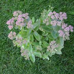 Очиток телефиум Оутем Джой купить во Владимире