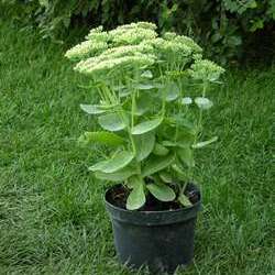 Очиток телефиум Оутем Джой купить во Владимире