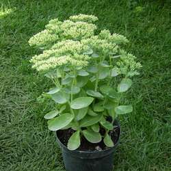 Очиток телефиум Оутем Джой купить во Владимире