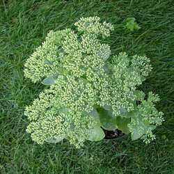 Очиток телефиум Оутем Джой купить во Владимире