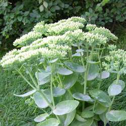 Очиток телефиум Оутем Джой купить во Владимире