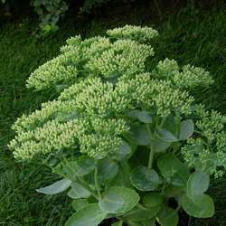 Очиток телефиум Оутем Джой купить во Владимире