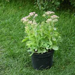 Очиток телефиум Оутем Джой купить во Владимире