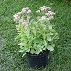 Очиток телефиум Оутем Джой купить во Владимире