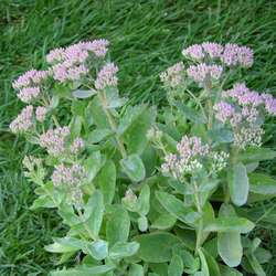 Очиток телефиум Оутем Джой купить во Владимире