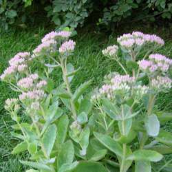 Очиток телефиум Оутем Джой купить во Владимире