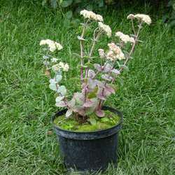 Очиток телефиум Хаб Грей купить в Нижнем Новгороде