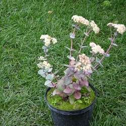 Очиток телефиум Хаб Грей купить в Нижнем Новгороде