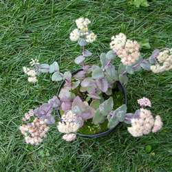 Очиток телефиум Хаб Грей купить в Нижнем Новгороде