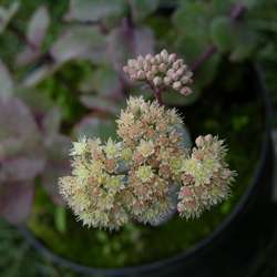 Очиток телефиум Хаб Грей купить в Нижнем Новгороде