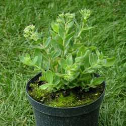 Очиток телефиум  Манстед Дак Ред купить в Нижнем Новгороде