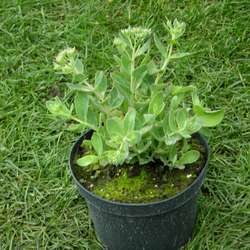 Очиток телефиум  Манстед Дак Ред купить в Нижнем Новгороде