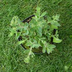 Очиток телефиум  Манстед Дак Ред купить в Нижнем Новгороде