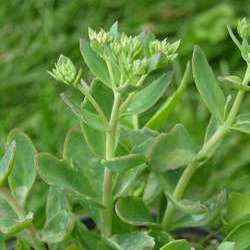 Очиток телефиум  Манстед Дак Ред купить в Нижнем Новгороде