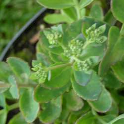 Очиток телефиум  Манстед Дак Ред купить в Нижнем Новгороде