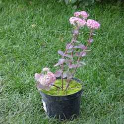 Очиток телефиум Строберрис энд Крим купить в Нижнем Новгороде