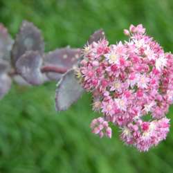 Очиток телефиум Строберрис энд Крим купить в Нижнем Новгороде