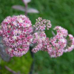 Очиток телефиум Строберрис энд Крим купить в Нижнем Новгороде