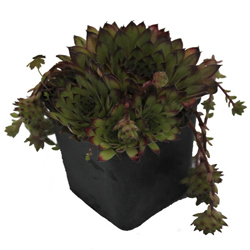 Молодило гибридное Королева Элизабет купить в Нижнем Новгороде