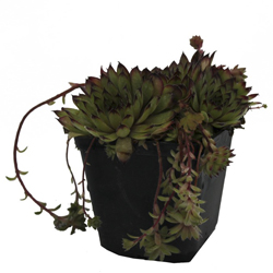 Молодило гибридное Королева Элизабет купить в Нижнем Новгороде