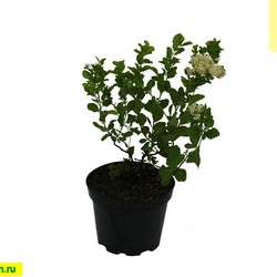 Спирея березолистная купить во Владимире