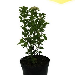 Спирея березолистная купить во Владимире