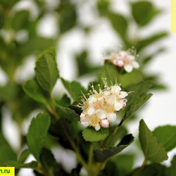 Спирея березолистная купить во Владимире