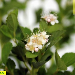Спирея березолистная купить во Владимире