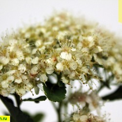Спирея березолистная купить во Владимире