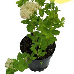 Спирея березолистная купить во Владимире