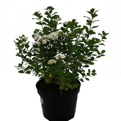 Спирея березолистная Тор купить в Нижнем Новгороде