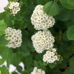 Спирея березолистная Тор купить в Нижнем Новгороде