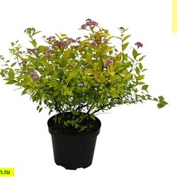 Спирея японская Голдмаунд купить