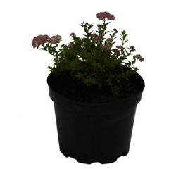 Спирея японская Нана купить в Нижнем Новгороде