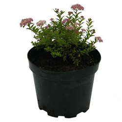 Спирея японская Нана купить в Нижнем Новгороде