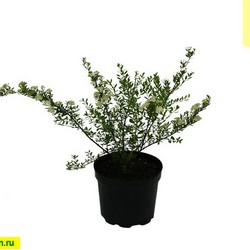 Спирея ниппонская Сноумаунд купить