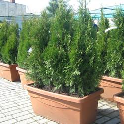 Туя западная Смарагд купить