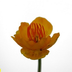 Купальница китайская Голден Куин купить во Владимире