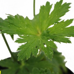 Купальница китайская Голден Куин купить во Владимире