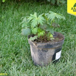 Купальница китайская Голден Куин купить во Владимире